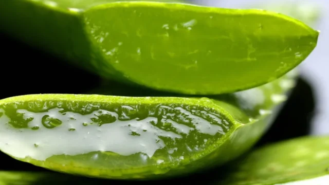 Determinadas plantas pueden funcionar como medicinas naturales para distintos dolores, enfermedades y problemas de salud preexistentes. En esta ocasión, hablaremos acerca del aloe vera y el rol que puede tener para el cuidado de la tiroides.