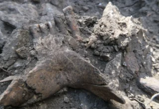 Researchers studying the Thorin Neanderthal remains from Grotte Mandrin, France