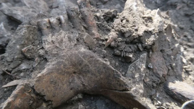 Researchers studying the Thorin Neanderthal remains from Grotte Mandrin, France
